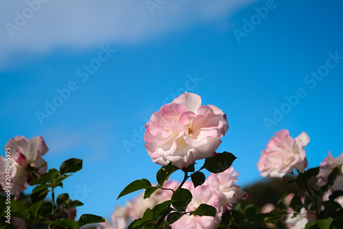 Foto Pale Pink Matilda Rose Against Clear Blue Sky
