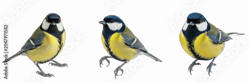 Quadro su tela Isolated set of beautiful wild eurasian blue tit birds sitting on white backgrou