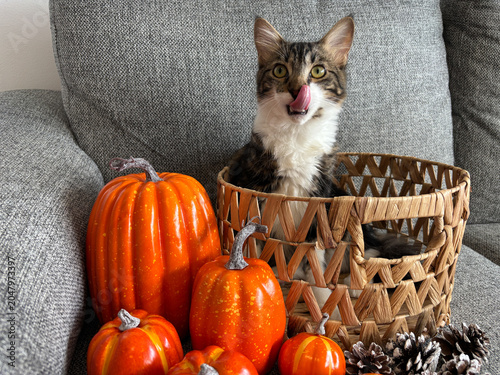 Fotografia Gatito sacando la lengua con decoración Halloween