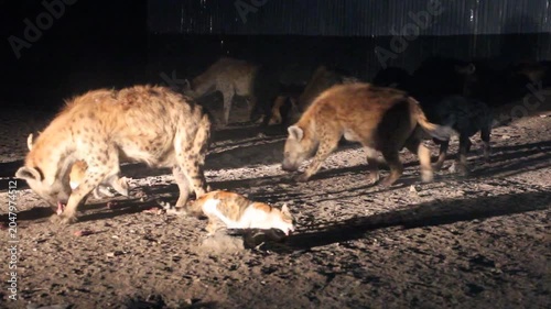 Hyenas and cats in the streets of Harar, Ethiopia. They gather every evening on a specific spot to be fed.
