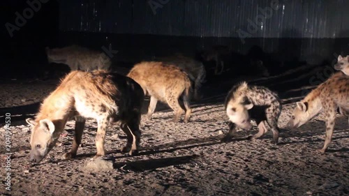 Hyenas and a cats in the streets of Harar, Ethiopia. They gather every evening on a specific spot to be fed.