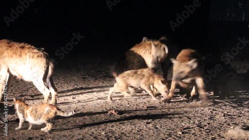 Hyenas and a cats in the streets of Harar, Ethiopia. They gather every evening on a specific spot to be fed.