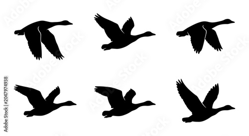 Cuadro en lienzo Six Silhouette Goose Flying Poses Vector Set, Migratory Birds in Flight, Wildlif