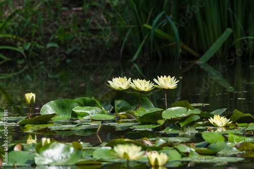 Obraz na plátně Beautiful yellow water lily nymphaea tetragona flowers blooming on a calm pond surface with green leaves in summer in south korea