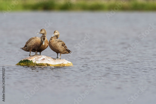Obraz na płótnie Common eider (Somateria mollissima)