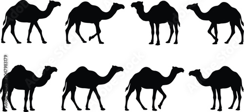 Foto Collection of camel black silhouettes set single hump dromedary animals walking