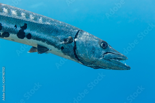 Fotografie close up of Barracuda sphyraena barracuda teeth in blue water