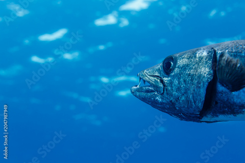 Foto close up of Barracuda sphyraena barracuda teeth in blue water