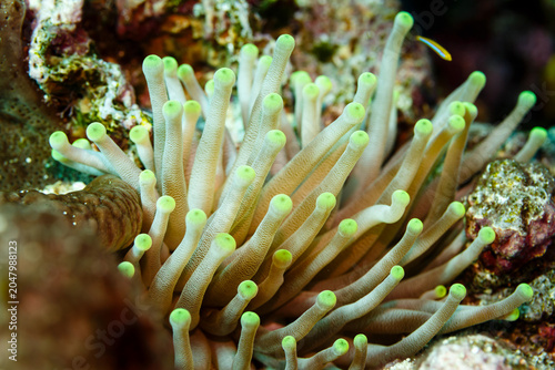 Fotografía Close-up of open sea anemone, anthozoa actinaria,   tentacles swaying in the wat