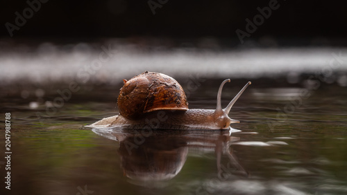 Obraz na plátně Snail slowly moving on water surface creating reflection
