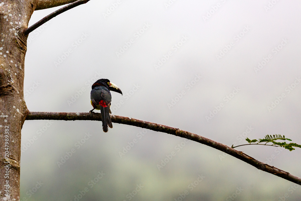 Obraz premium A Collared Aracari (Pteroglossus torquatus) perches on a branch in a misty forest.