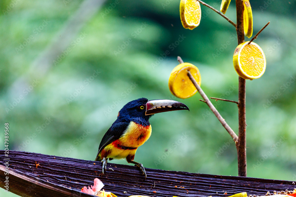 Obraz premium A Collared Aracari (Pteroglossus torquatus) perches near fruit slices.