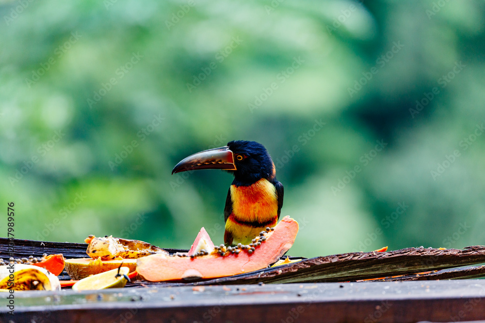 Obraz premium A Collared Aracari (Pteroglossus torquatus) eats fruit in a Costa Rican rainforest.
