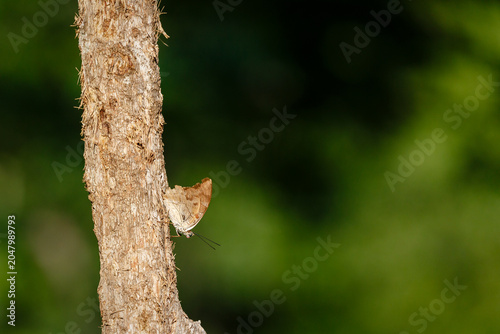 Foto brown moth on tre trunk