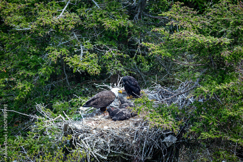 Photos Bald eagle (Haliaeetus leucocephalus) with chicks in a nest.