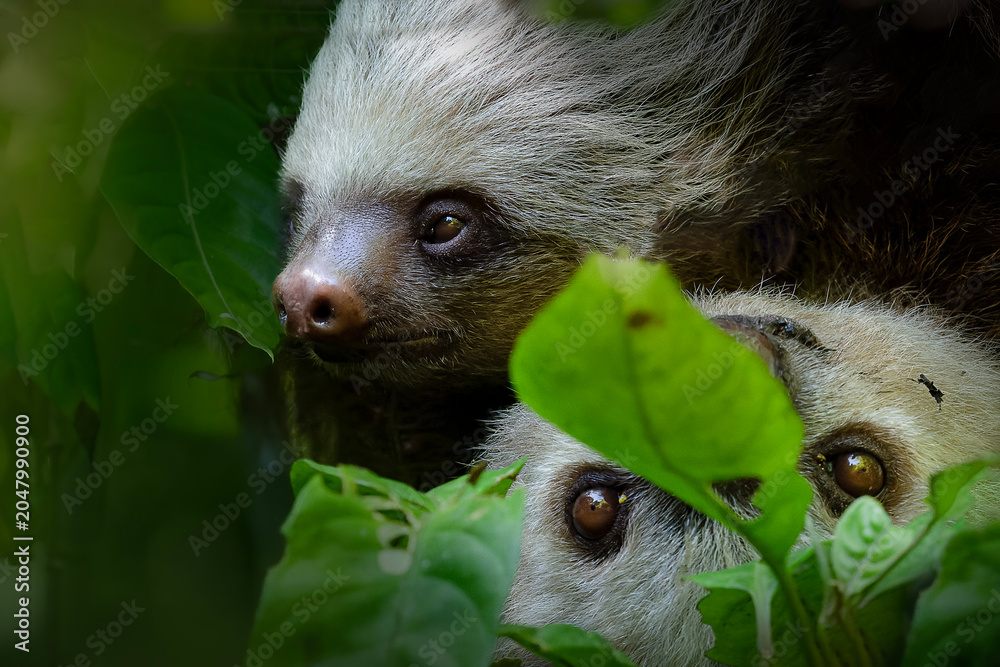 Fototapeta premium Two toed sloth with baby in maternal embrace in tropical forest