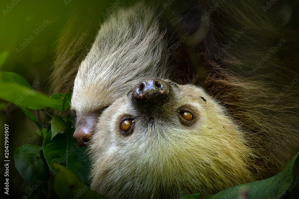 Obraz premium Two toed sloth with baby in maternal embrace in tropical forest