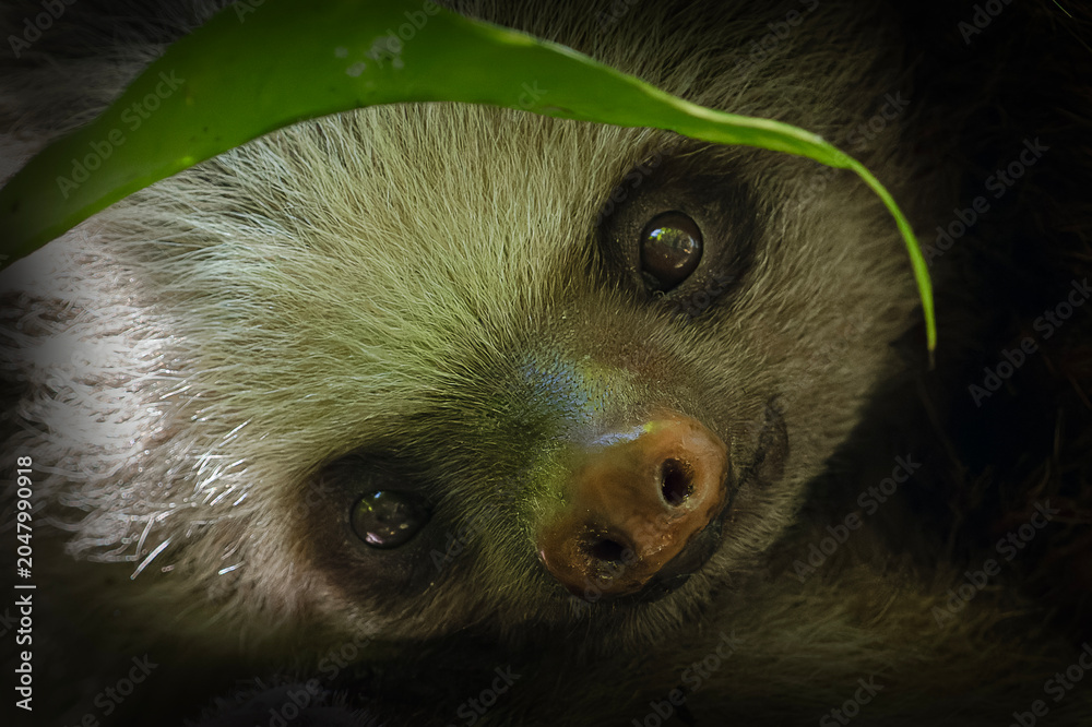 Fototapeta premium Two toed sloth with baby in maternal embrace in tropical forest