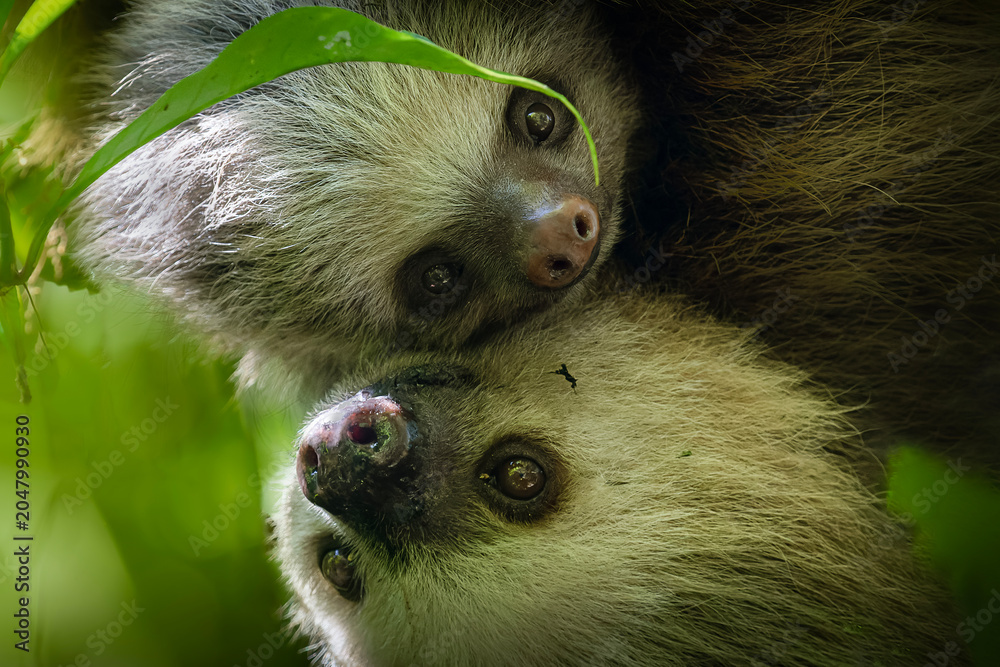 Fototapeta premium Two toed sloth with baby in maternal embrace in tropical forest