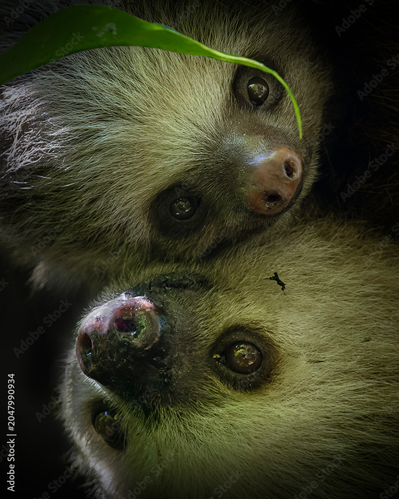 Obraz premium Two toed sloth with baby in maternal embrace in tropical forest
