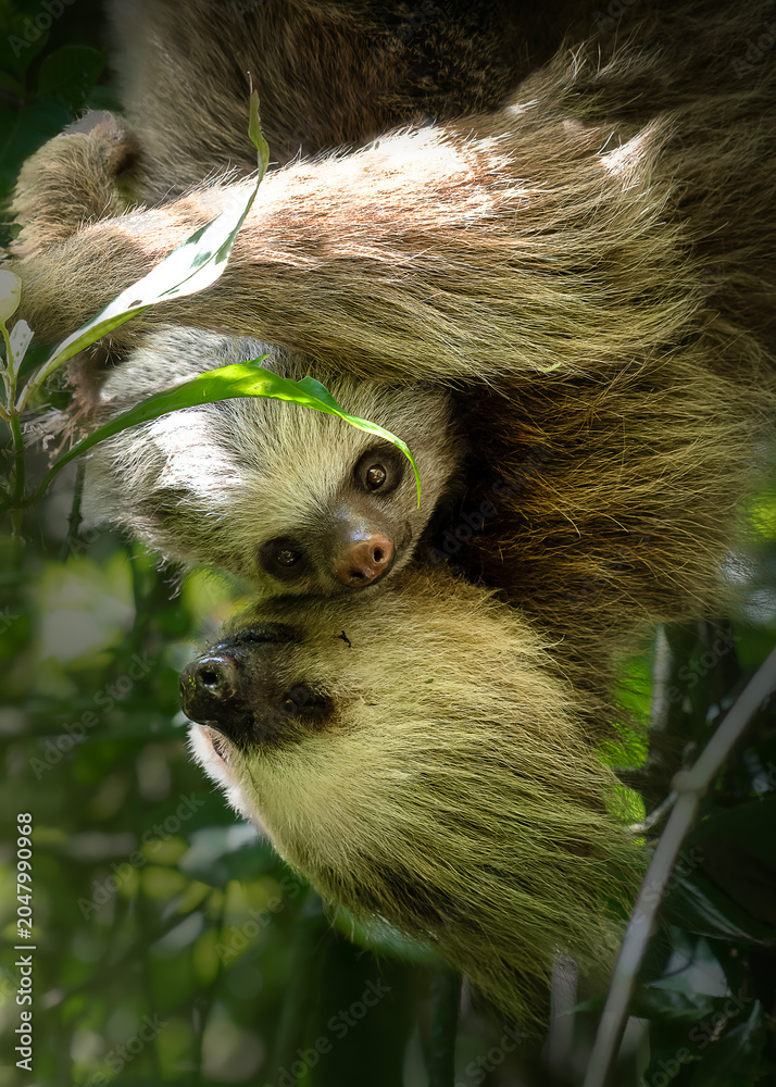 Fototapeta premium Two toed sloth with baby in maternal embrace in tropical forest