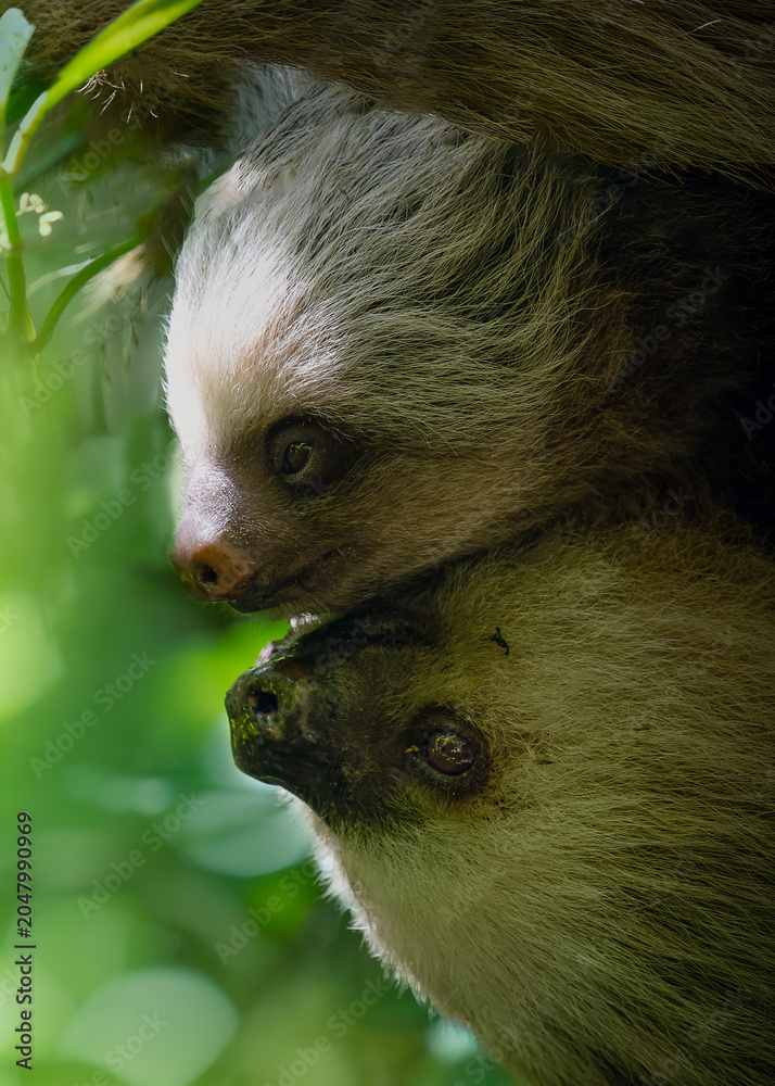 Fototapeta premium Two toed sloth with baby in maternal embrace in tropical forest