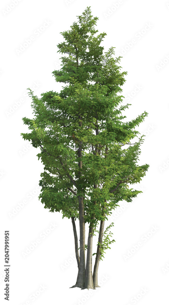 Fototapeta premium Tall Green Tree: Landscape, Nature & Outdoor Decor
