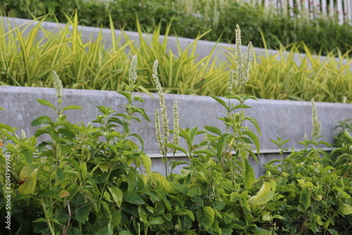 Green foliage and white flower spikes in a tiered garden setting with concrete planters
