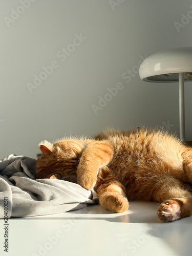 Photos Cute orange cat sleeping on the table at home on a sunny day portrait close up