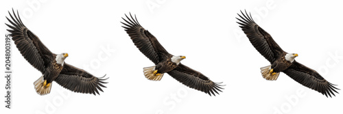 Photos Isolated majestic bald eagle flying with wide open wings on white background, 3d