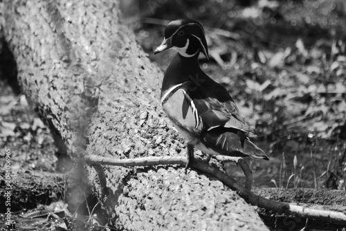 Parc Maritime Nicolet 9 Mai 2026 N&b