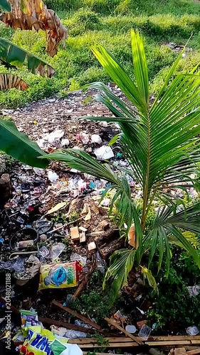 palm trees in the garden