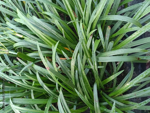 Photos Lush green rain lily foliage with morning dew