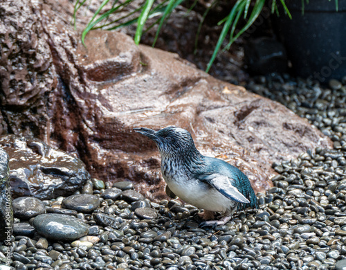Fotografi Captive Little Blue Penguin standing on wet river stones and pebbles at the International Antarctic Centre in Christchurch, Canterbury, New Zealand in October 2025