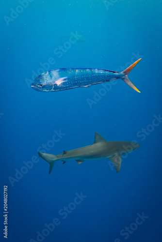 Young Mahi Mahi Dolphin Fish Swimming Above a Galapagos Shark in Blue Water