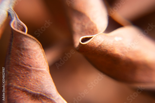 amazing natural beige leaf texture