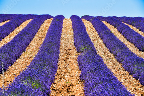 Lavanda in Provenza (Provence - France