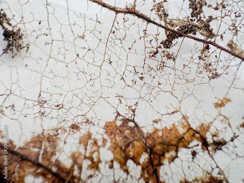 фотографія "A macro view of a decomposing leaf structure