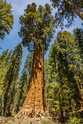 Canvas Print Dramatic upward perspective of a colossal giant sequoia tree reaching into the blue sky, surrounded by tall forest trees in Sequoia National Park