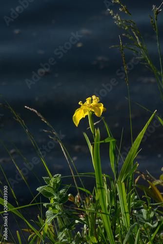 Sumpf-Schwertlilie mit gelber Blüte am Ufer des Rheins
