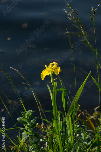 Sumpf-Schwertlilie mit gelber Blüte am Ufer des Rheins

