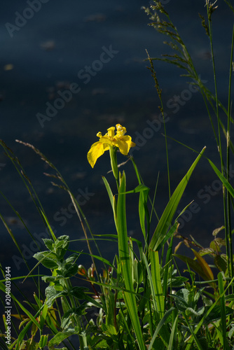 Sumpf-Schwertlilie mit gelber Blüte am Ufer des Rheins