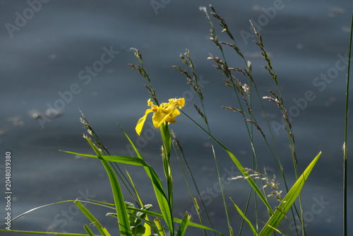 Sumpf-Schwertlilie mit gelber Blüte am Ufer des Rheins
