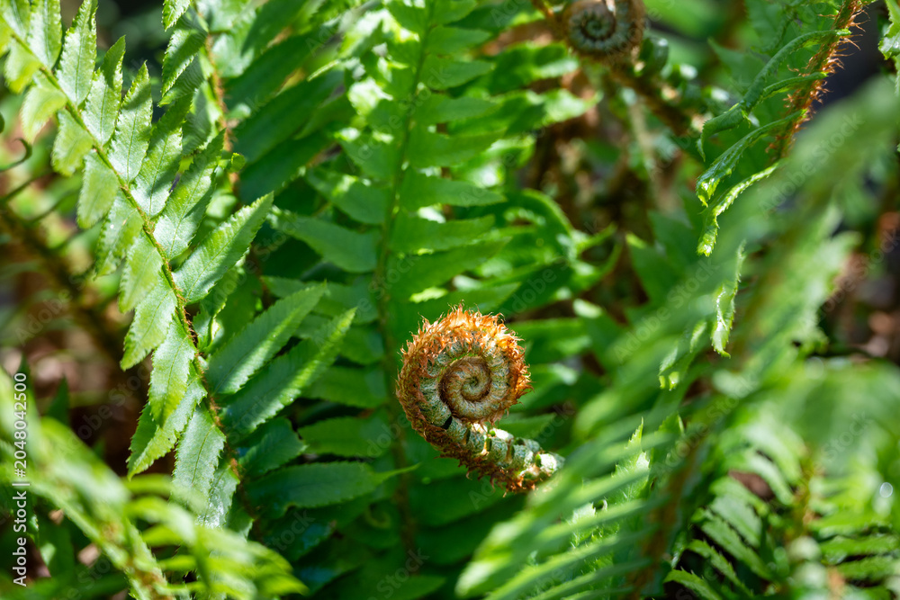 Obraz premium New fiddlehead growing in middle of sword fern plant with fresh green fronds surrounding it in forest woodland dappled spring sunlight, as a nature background 