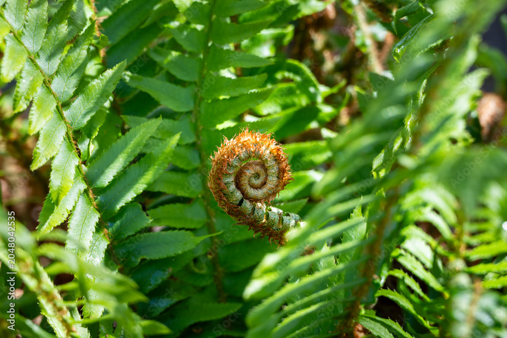 Fototapeta premium New fiddlehead growing in middle of sword fern plant with fresh green fronds surrounding it in forest woodland dappled spring sunlight, as a nature background 