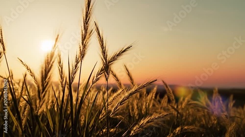 Golden wheat stalks swaying gently in field during beautiful warm sunset sky, agriculture farming concept