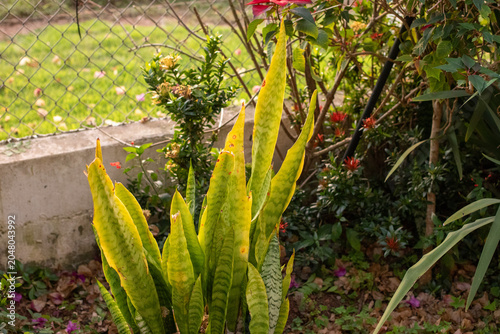 Planta Espada de São Jorge - Dracaena trifasciata