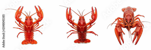 Photography Isolated set of fresh wild marine red lobsters with big claws on white backgroun
