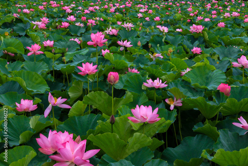 高田公園