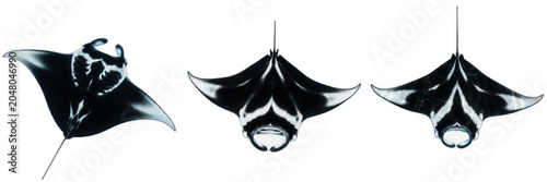 Isolated set of wild marine black giant manta ray aquatic animals swimming on white background, 3d ocean wildlife cartilaginous fish model collection for zoology education and nature conservation conc